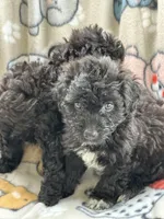 Poodles, a female Poodle - Miniature  for sale in Houston, TX – Photo 7 of 9