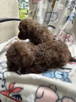 Poodles, a female Poodle - Miniature  for sale in Houston, TX – Photo 4 of 9