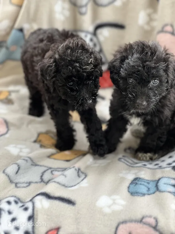 Poodles