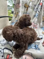 Poodles, a female Poodle - Miniature  for sale in Houston, TX – Photo 6 of 9