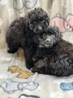 Poodles, a female Poodle - Miniature  for sale in Houston, TX – Photo 3 of 9