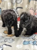 Poodles, a female Poodle - Miniature  for sale in Houston, TX – Photo 5 of 9