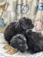 Poodles, a female Poodle - Miniature  for sale in Houston, TX – Photo 2 of 9