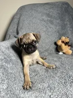 Pug M1, a female Pug for sale in Houston, TX – 8 of 10