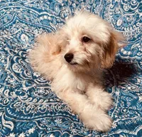MaltiPoo, a male Maltipoo for sale in Houston, TX – 6 of 10