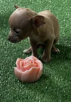 Chihuahua F1, a female Chihuahua for sale in Houston, TX – 2 of 5