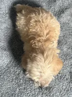 Poodle M2, a male Poodle - Miniature  for sale in Houston, TX – 4 of 7