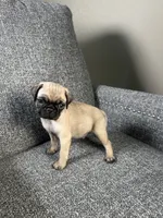 Pug 2, a male Pug for sale in Houston, TX – 4 of 6