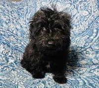 Maltipoo Girl, a female Maltipoo for sale in Houston, TX – 3 of 9