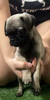 Pug girl 2, a female Pug for sale in Houston, TX – 2 of 4