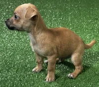 Chihuahua M2, a male Chihuahua for sale in Houston, TX – 3 of 3
