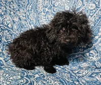 Maltipoo Girl, a female Maltipoo for sale in Houston, TX – 4 of 9