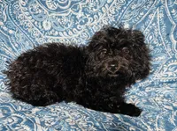 Maltipoo Girl, a female Maltipoo for sale in Houston, TX – 6 of 9
