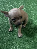 Chihuahua M1, a male Chihuahua for sale in Houston, TX – 4 of 8