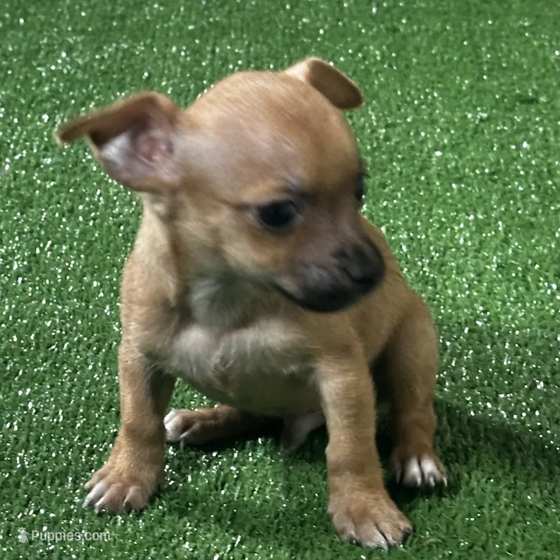 Chihuahua M2 – Chihuahua puppy for sale in Houston, TX
