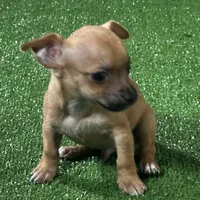 Chihuahua M2, a male Chihuahua for sale in Houston, TX – 1 of 3