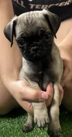 Pug girl 2, a female Pug for sale in Houston, TX – 3 of 4