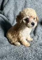 Poodle M1, a male Poodle - Miniature  for sale in Houston, TX – 7 of 7