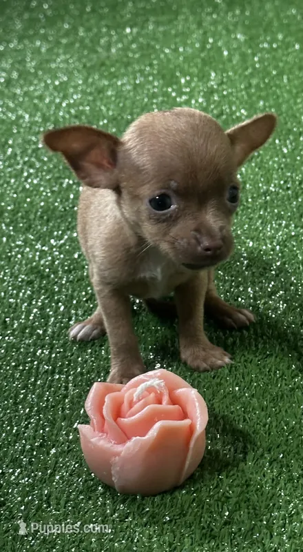 Chihuahua F1 – Chihuahua puppy for sale in Houston, TX