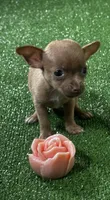 Chihuahua F1, a female Chihuahua for sale in Houston, TX – 1 of 5