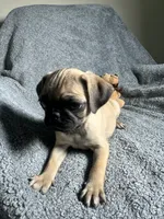 Pug M1, a female Pug for sale in Houston, TX – 10 of 10