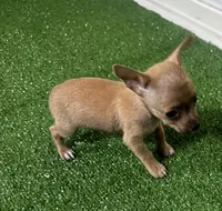 Chihuahua M1, a male Chihuahua for sale in Houston, TX – 8 of 8