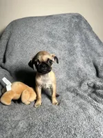 Pug F2, a female Pug for sale in Houston, TX – 9 of 9