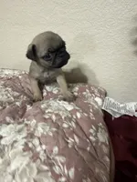 processed/34ab8b4f-3d2b-4c55-903d-a20f39417142/listing/505406c1-6621-4726-aa71-02ce954f4fc5/ab5d4ba3-81b9-4011-9a84-d8d32fc632d0