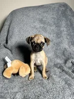 Pug F2, a female Pug for sale in Houston, TX – 5 of 9