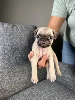 Pug 3, a female Pug for sale in Houston, TX – 5 of 6