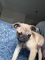 Pug 2, a female Pug for sale in Houston, TX – 8 of 8