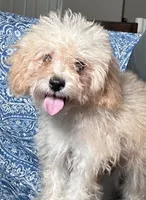 Maltipoo Boy, a male Maltipoo for sale in Houston, TX – 1 of 7