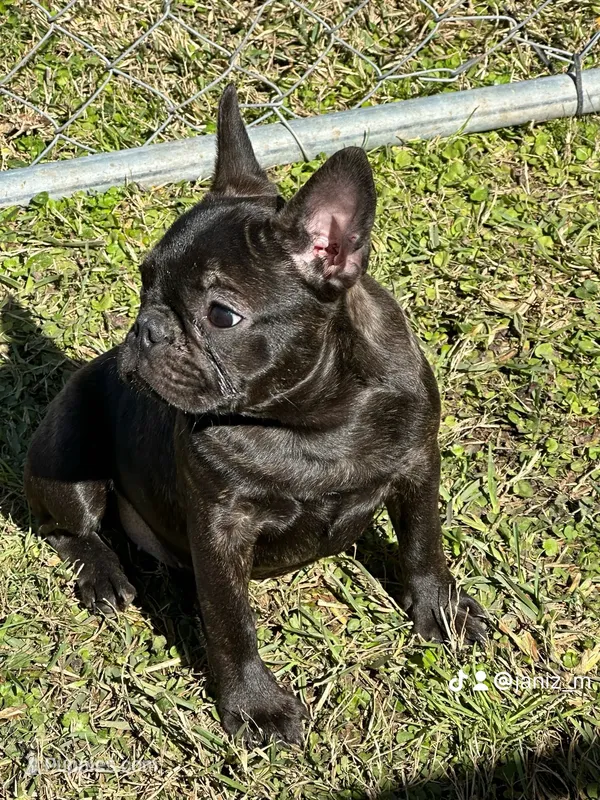 Frenchie Girl 1