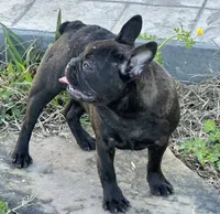 Frenchie Girl 1, a female French Bulldog for sale in Houston, TX – Photo 6 of 9