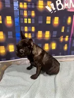 Frenchie Girl 1, a female French Bulldog for sale in Houston, TX – Photo 2 of 9