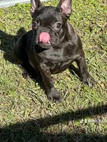 Frenchie Girl 1, a female French Bulldog for sale in Houston, TX – Photo 8 of 9