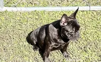 Frenchie Girl 1, a female French Bulldog for sale in Houston, TX – Photo 5 of 9