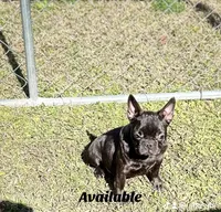 Frenchie Girl 1, a female French Bulldog for sale in Houston, TX – Photo 4 of 9