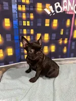 Frenchie Girl 1, a female French Bulldog for sale in Houston, TX – Photo 7 of 9