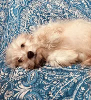 MaltiPoo, a male Maltipoo for sale in Houston, TX – 2 of 10