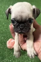 Pug girl 1, a female Pug for sale in Houston, TX – 10 of 10