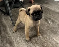 Pug M1, a male Pug for sale in Houston, TX – 1 of 4
