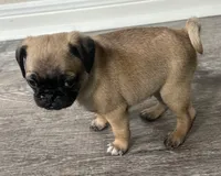 Pug M1, a male Pug for sale in Houston, TX – 4 of 4