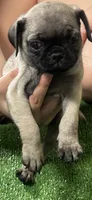 Pug girl 2, a female Pug for sale in Houston, TX – 4 of 4