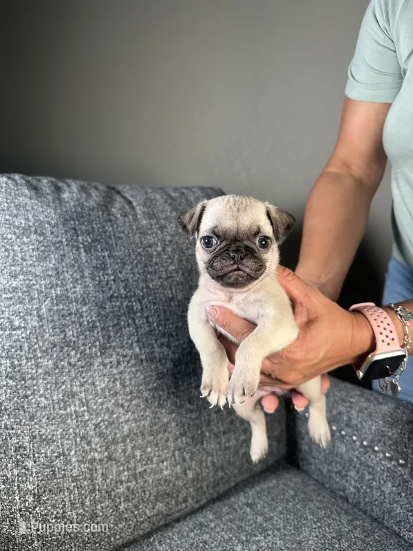 Pug girl 1 – Pug puppy for sale in Houston, TX