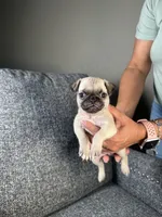 Pug 3, a female Pug for sale in Houston, TX – 3 of 6