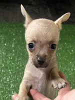 Chihuahua M1, a male Chihuahua for sale in Houston, TX – 2 of 8