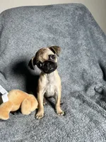 Pug F2, a female Pug for sale in Houston, TX – 8 of 9