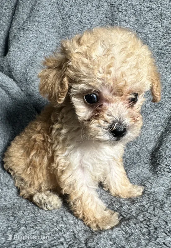 Poodle M1 – Poodle - Miniature  puppy for sale in Houston, TX