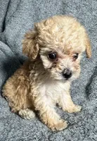 Poodle M1, a male Poodle - Miniature  for sale in Houston, TX – 1 of 7